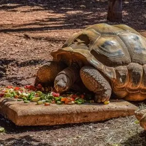 How To Feed Pet Tortoise
