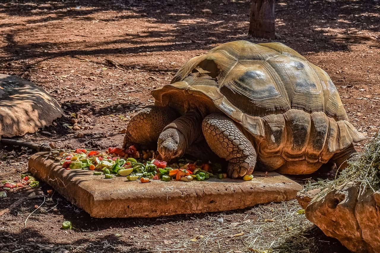 How To Feed Pet Tortoise