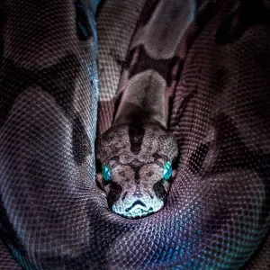 How To Find A Pet Snake In The House