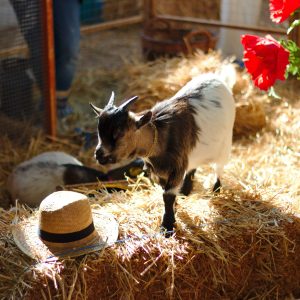 Pygmy Goat Pet Care Basics