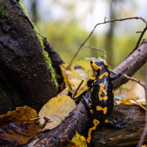 What Do Pet Salamanders Eat
