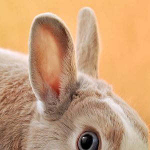 What Is The Lifespan Of A Pet Rabbit