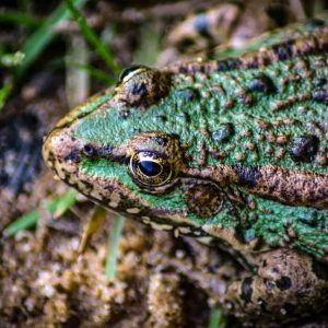 What Pet Frog Can You Hold