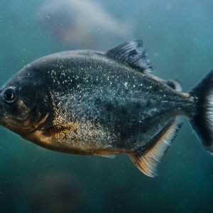 What To Feed Your Pet Piranha