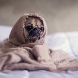 Where Should Dogs Sleep At Night