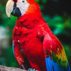 Which Parrot Makes The Best Pet