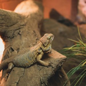 Are Bearded Dragons Venomous