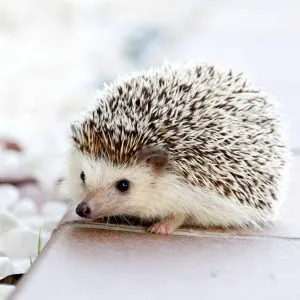 Are Hedgehogs Good Pets