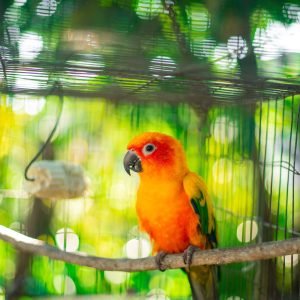 Are Pet Birds Affectionate