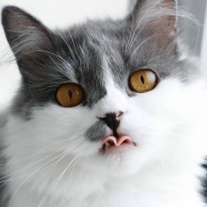 Can Cats Eat Cheese