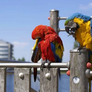 How Long Do Pet Parrots Live