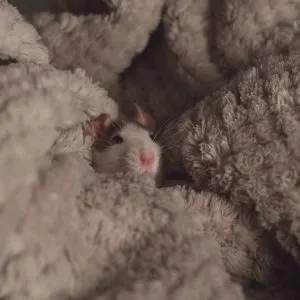 How To Get A Pet Rat To Trust You