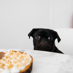 Pet Food Shortage From Lockdown