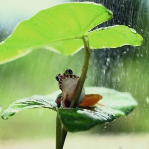 What Does A Pet Frog Need