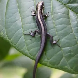 What Is The Best Pet Salamander