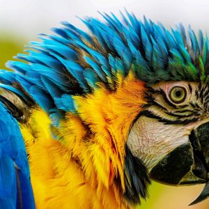 Will Pet Parrots Fly Away
