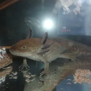 Are Fully Aquatic Salamanders Good Pets