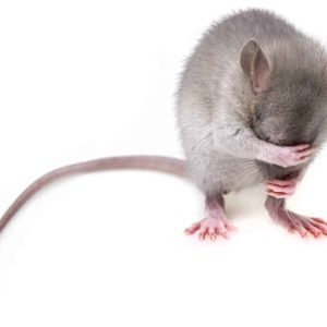 Are Pet Mice Good Pets