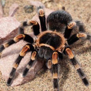 Are Pet Tarantulas Poisonous