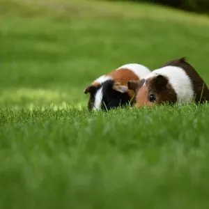 Can Guinea Pigs Live Outside?