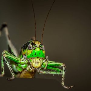 Do People Actually Keep Grasshoppers As Pets
