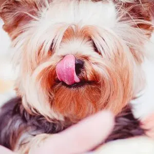 Does Your Dog Keep Licking Their Lips
