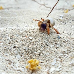 Hermit Crabs As Pets - Are They Good