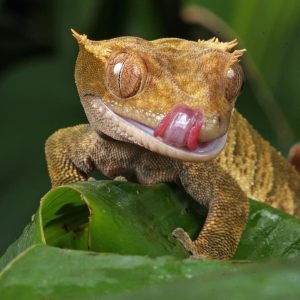 How Big Do Crested Geckos Get