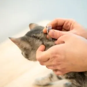 How Does Cat Flea Treatment Work