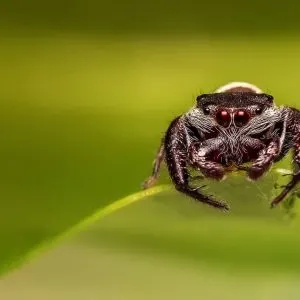 How To Feed A Pet Spider