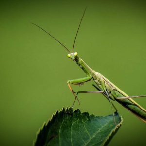 How To Keep Bugs as Pets
