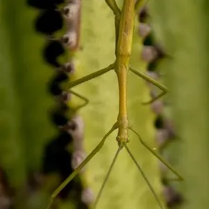 How To Keep Stick Insects