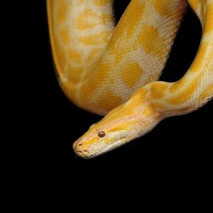 How To Tame A Pet Snake