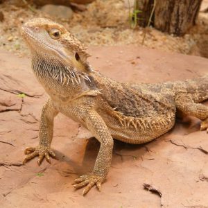 What Do Bearded Dragons Eat In The Wild
