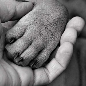 What Does It Mean When A Dog Puts Their Paw On You