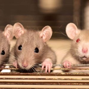 What Pet Rat Lives The Longest