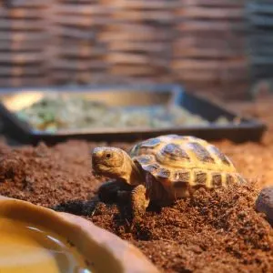 What Pet Tortoise Stays Small
