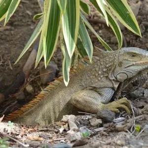 When Do Iguana Eggs Hatch
