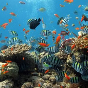 Which Pet Fish Can Live Together