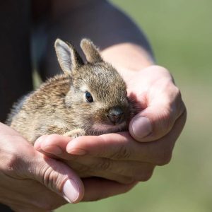 Why Is My Pet Rabbit Shedding So Much