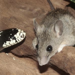 Will A Pet Snake Keep Mice Away