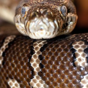 African Rock Pythons - Are They Good Pets