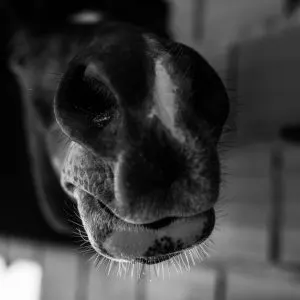 Can Animals Actually Smell Fear
