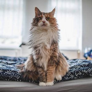 Can Different Cat Food Reduce Allergens