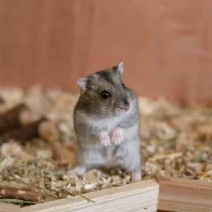 Can Hamsters Live Together