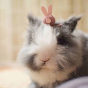 Can You Play With Your Pet Rabbit