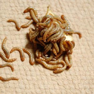 Can You Produce Your Own Mealworms For Pet Food