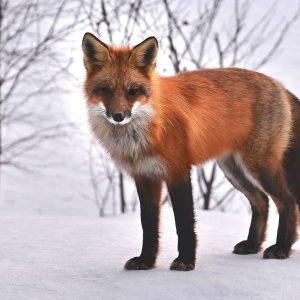 Do People Own Foxes As Pets