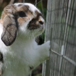 Should You Adopt A Pet Rabbit