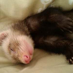Should You Bathe Your Ferret